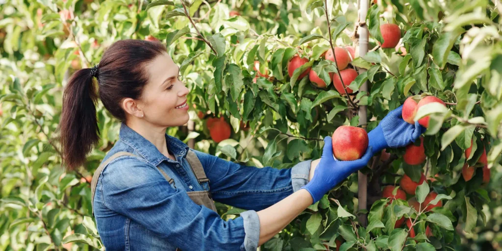 Kein „Sparmodell“ für Obstbauer bei der Beitragspflicht für Erntehelfer!